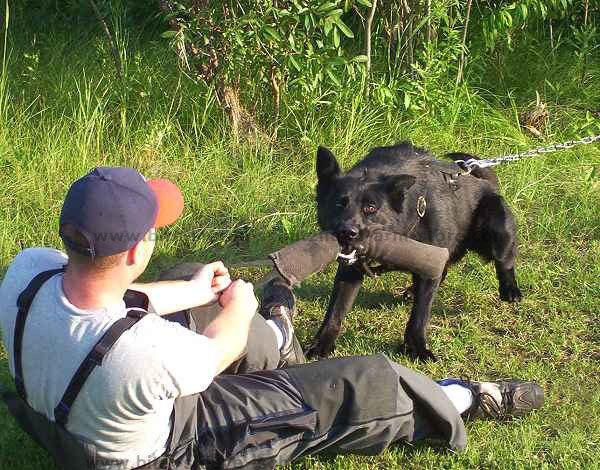 dog bite tug for dog training, schutzhund training,k9 dog training,play..